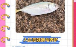 2025年11月适合买鱼入缸的吉日 2025年11月养鱼吉日查询