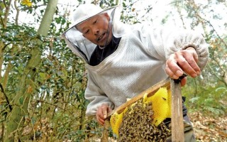 2026年3月养蜂黄道吉日 2026年4月养蜂吉日哪几天适合开箱检查