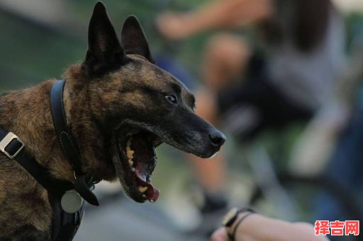 梦见狗咬我预示什么？解梦大师解析梦境含义-第1张图片