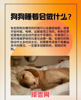 梦见狗是什么意思？解梦大师解析狗梦的10种寓意-第1张图片