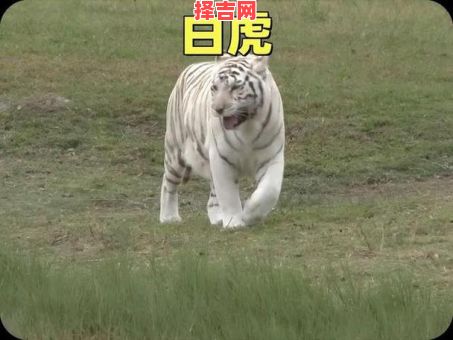 梦见老虎代表什么？解析梦境中老虎的象征意义-第1张图片