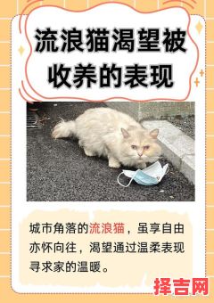 流浪猫取什么名字好听？30个超萌猫咪名字推荐-第1张图片