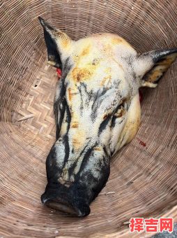 2025年12月杀猪黄道吉日 2025年12月适合杀猪的吉日有哪些-第1张图片